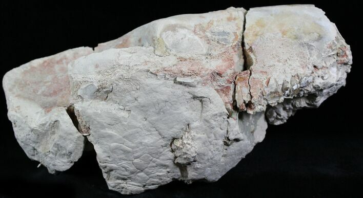 Unprepared Oreodont (Merycoidodon) Skull - Long! #27586